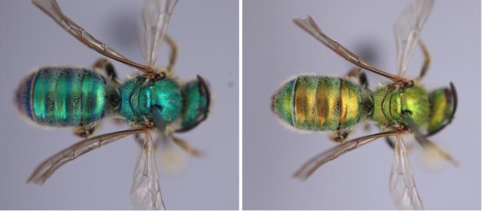 A single museum specimen