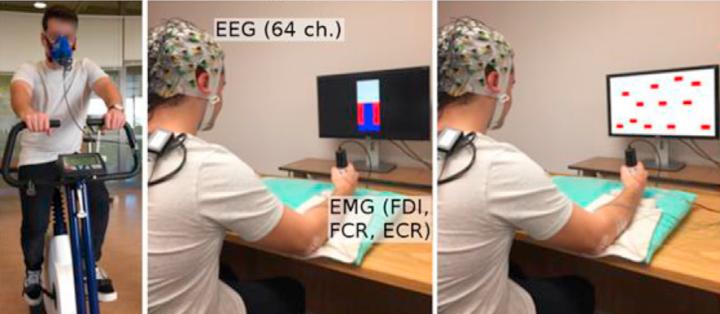 Exercise Increases Brain Efficiency and Connectivity