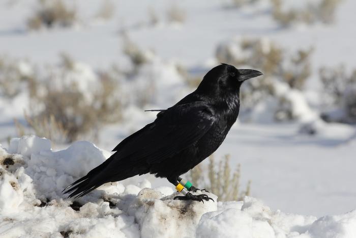 GPS-Tagged Raven in Yellowstone