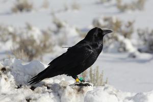 GPS-Tagged Raven in Yellowstone