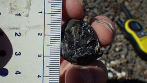 Coprolite