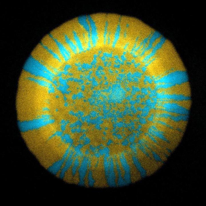<i>E. coli</i> Mutants