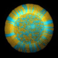 <i>E. coli</i> Mutants