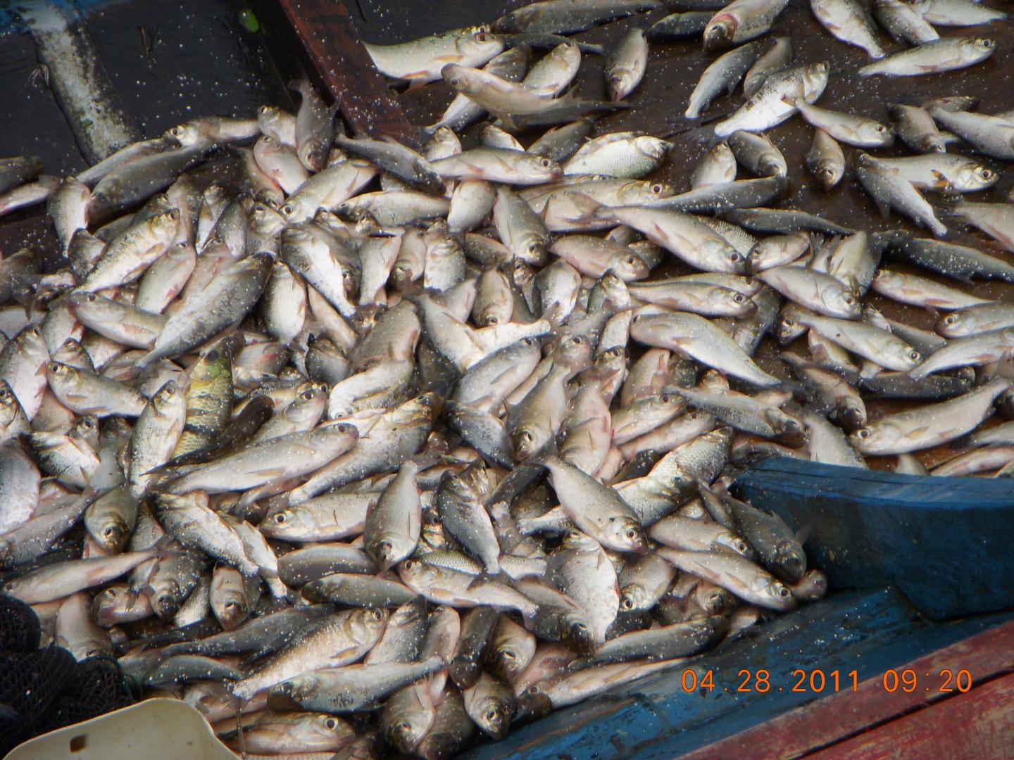 Freshwater Fish