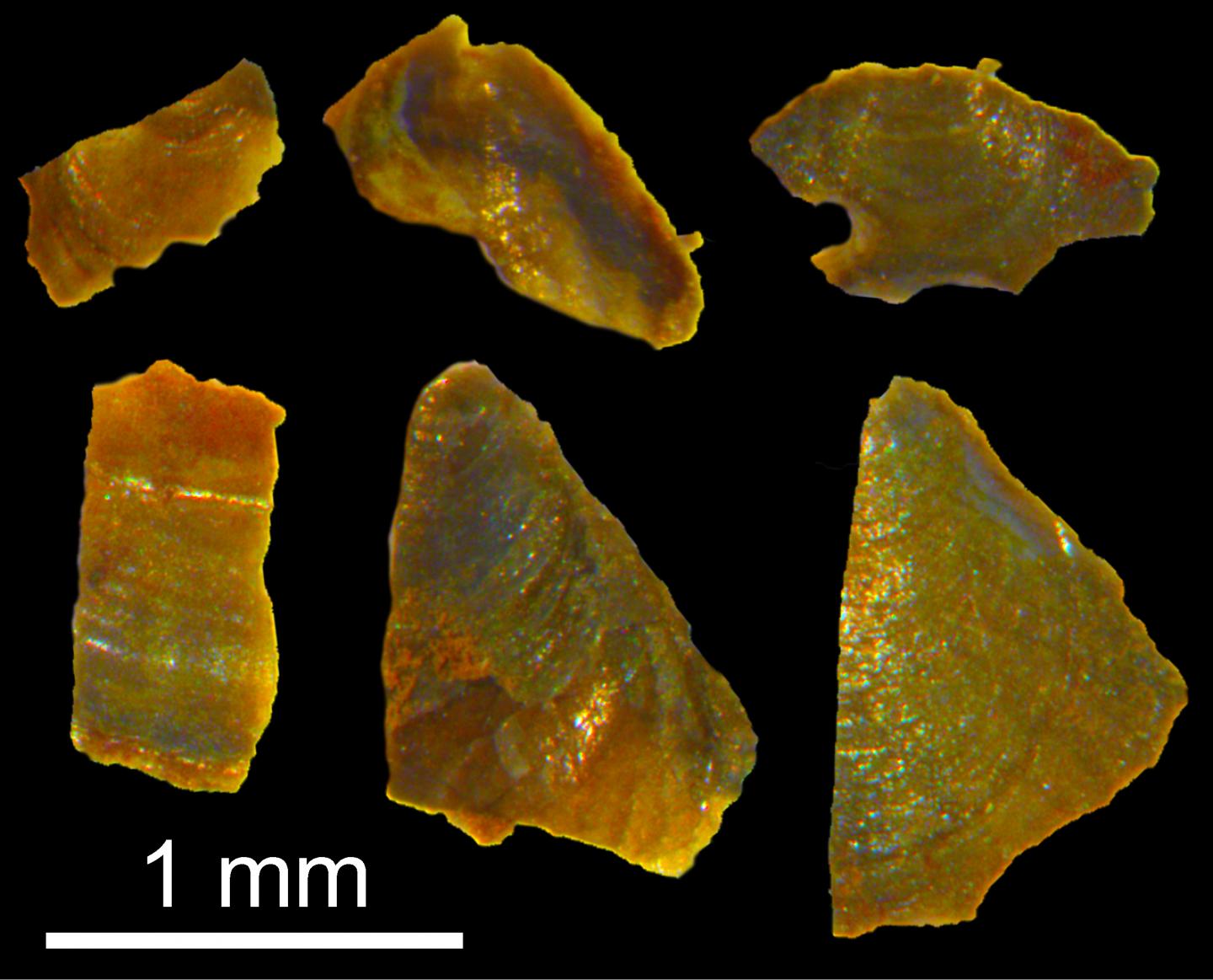 Brachiopod Fossils (1 of 2)