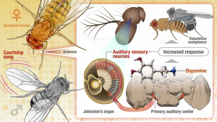 Dopamine signals