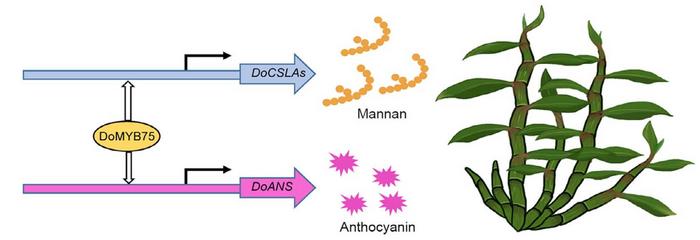 One gene, two pathways: A master switch boosts polysaccharides and pigments in Dendrobium officinale