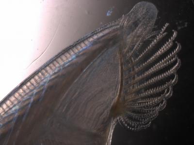 Amphioxus Head 15x