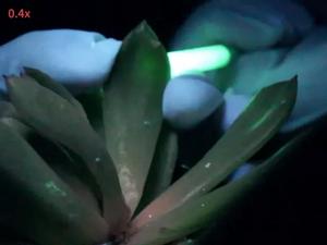 Afterglow phosphor particles spread through a succulent leaf