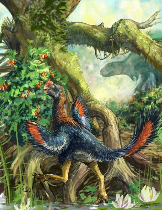 Infernogallus illustration