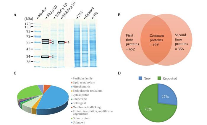 Proteomic analysis of isolated LDs from zebrafish liver