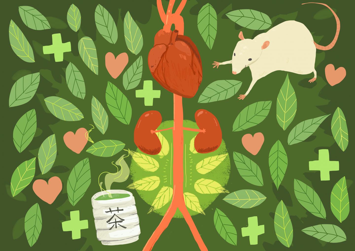 Drinking Green Tea to Prevent Artery Explosion