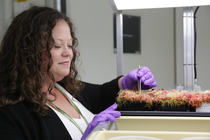Moss research in the laboratory