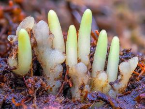 Sporophyte offspring - image 2