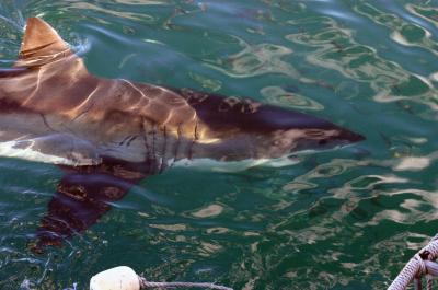 Shark!