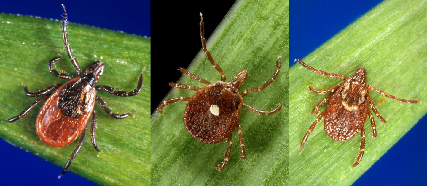 Blacklegged Tick, Lone Star Tick, and American Dog Tick