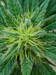 Cannabis sativa, Oregon State University