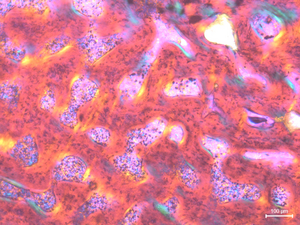 FMNH PR 5022_mid.jpg