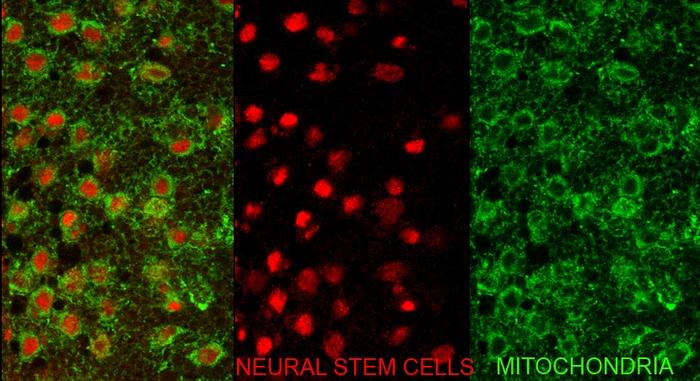 Mitochondria: a key player in brain development