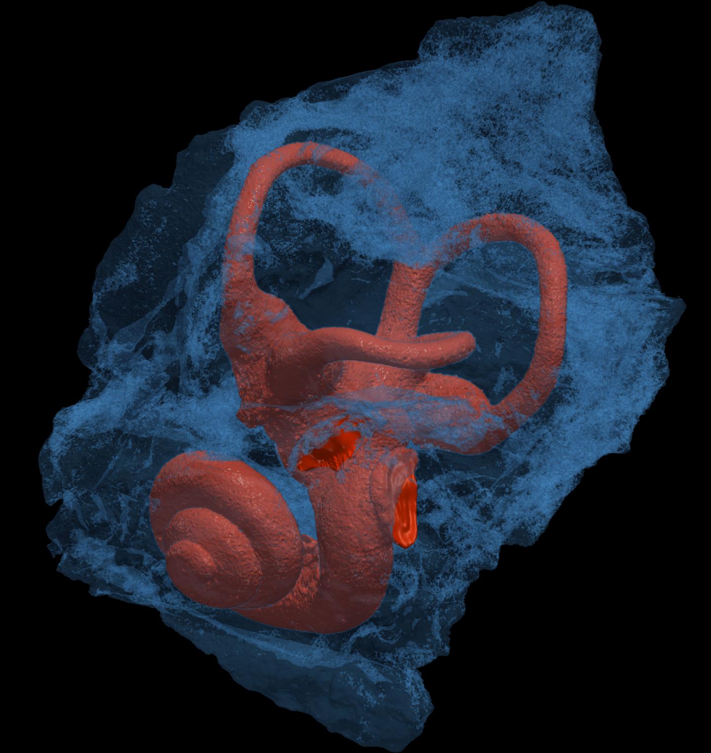 Rendering of Rudapithecus hungaricus inner ear (orange) within the encasing temporal bone (blue).