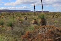 Jurien Bay Shrubland