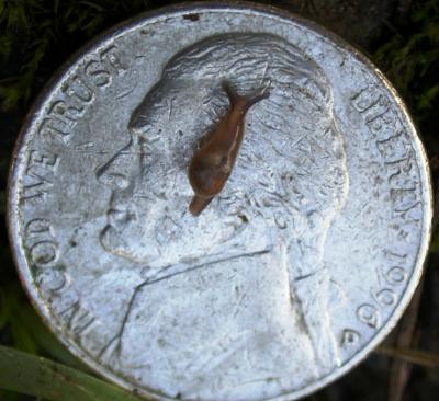 Juvenile Parmaion cf. martensi Semi-Slug on a Nickel