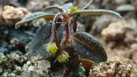 S. genuflexa fruiting branches