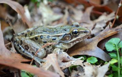 Newly Discovered Frog Species