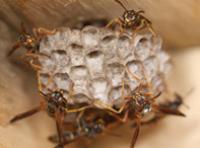 Wasps' Nest