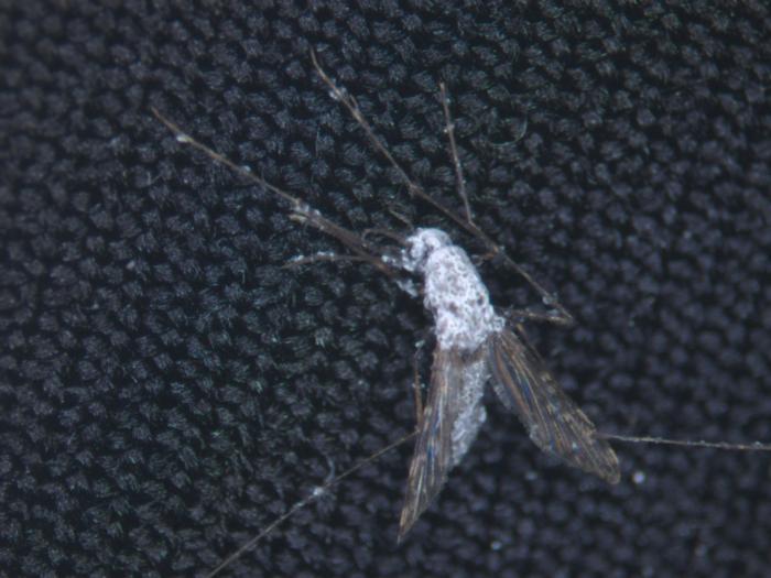 Mosquitoes overtaken by a Metarhizium fungi