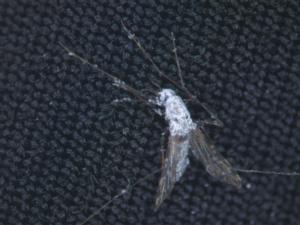 Mosquitoes overtaken by a Metarhizium fungi