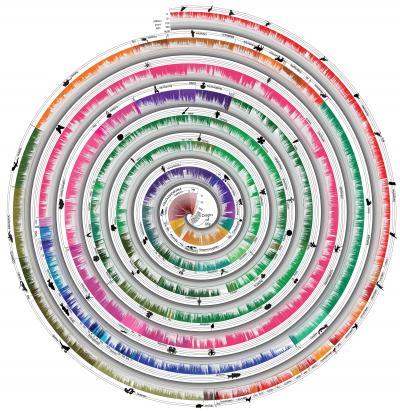 A New View of the Tree of Life