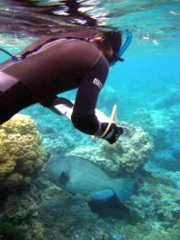 Doug Mccauley Tracks a Bumphead Parrotfish