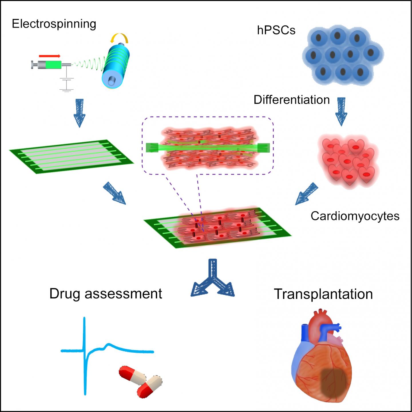 High-quality Cardiac Tissue