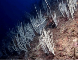 Las olas de calor podrían reducir la supervivencia de las larvas de los corales y la conectividad de sus poblaciones en el Mediterráneo