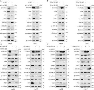 The activation of the PI3K/AKT/GSK3β pathway by C1orf122 was dependent on SRPK1.