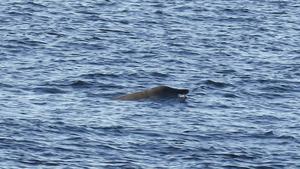 A beaked whale sighting in the Foz do Amazonas Basin