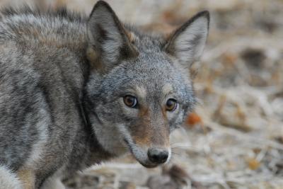 Coyote (1 of 2)