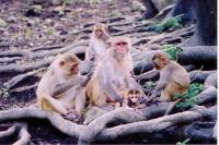 Monkeys Use