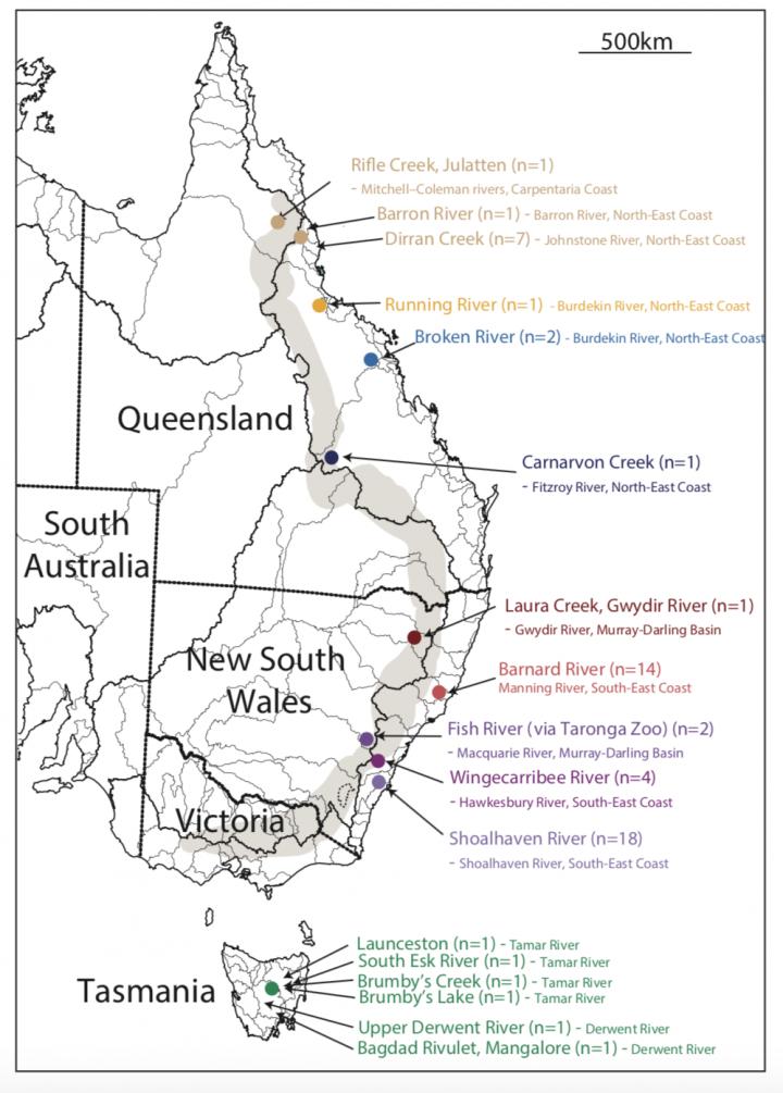 A Platypus Family History