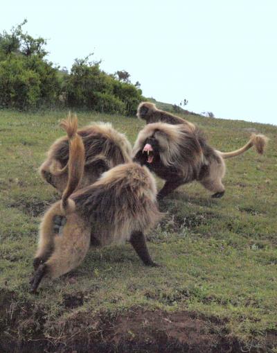 Gelada Monkeys Fend Off a Bachelor