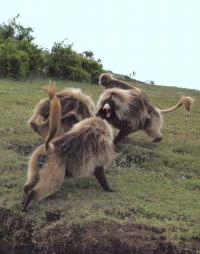 Gelada Monkeys Fend Off a Bachelor