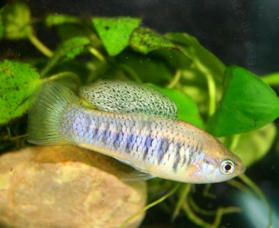 Sheepshead Swordtail Fish