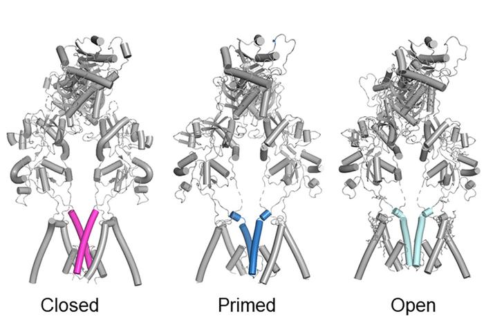 NMDA receptor: from closed to primed to open