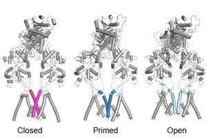 NMDA receptor: from closed to primed to open