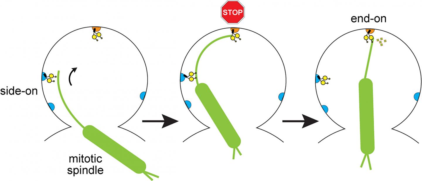 Dynein Pulling Forces