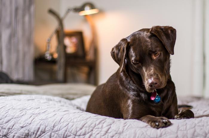 The abilities in dog pain sign recognition as assessed by presenting seventeen listed dog behavioural signs and three case descriptions to dog owners and non-dog owners