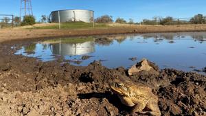 Toad at a leaking water point.