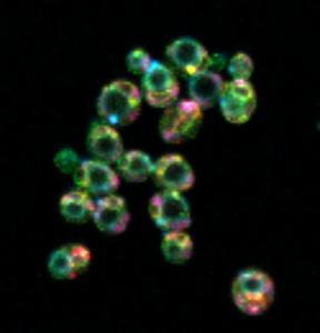 Rainbow yeast