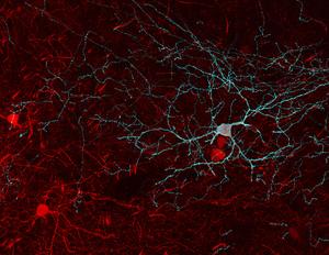 Neurons in the brain